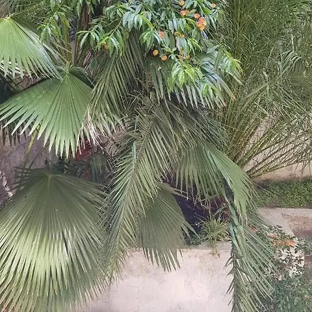 Amanda's * 타란토